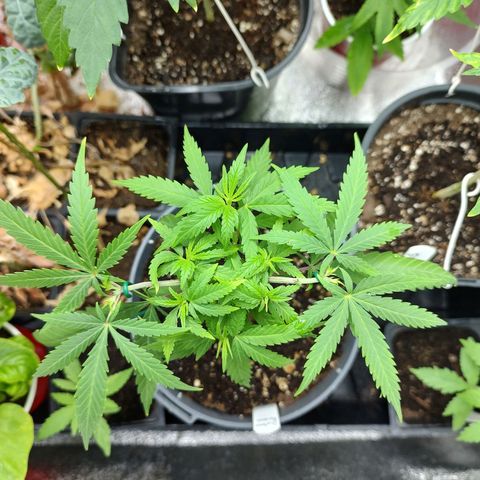 Durban Poison growlog timeline photo
