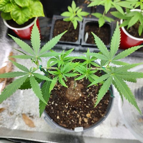 Durban Poison growlog timeline photo