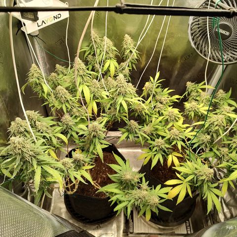 Durban Poison growlog timeline photo
