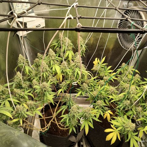 Durban Poison growlog timeline photo