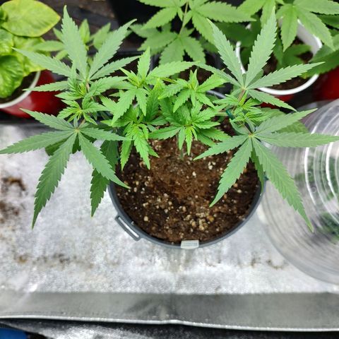 Durban Poison growlog timeline photo