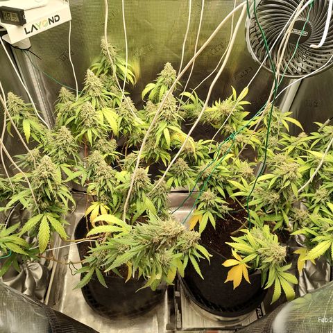 Durban Poison growlog timeline photo