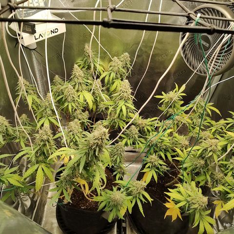 Durban Poison growlog timeline photo