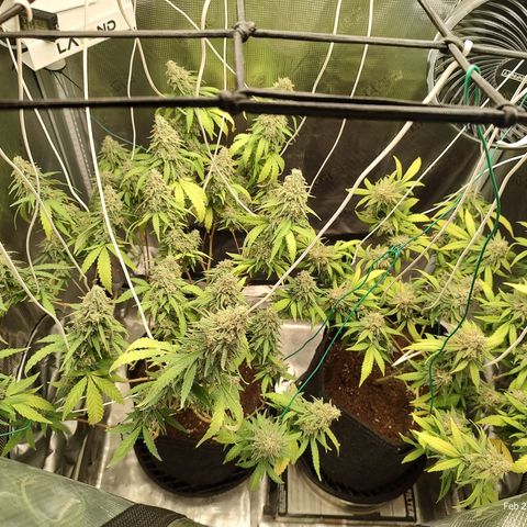 Durban Poison growlog timeline photo