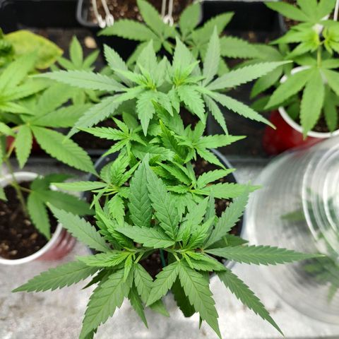 Durban Poison growlog timeline photo