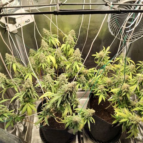 Durban Poison growlog timeline photo