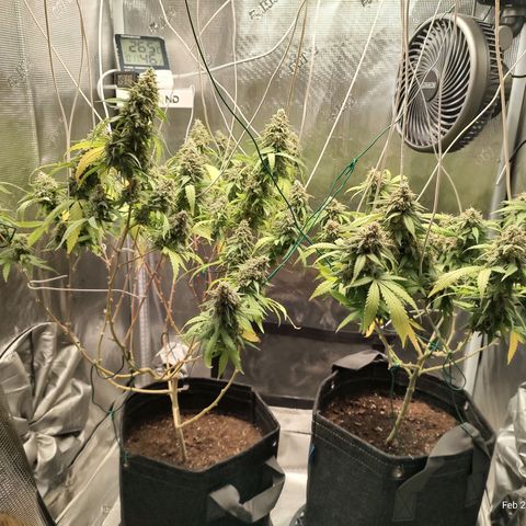 Durban Poison growlog timeline photo