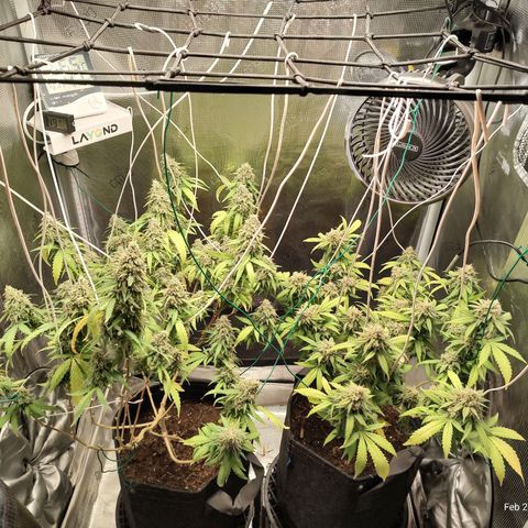 Durban Poison growlog timeline photo