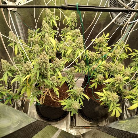 Durban Poison growlog timeline photo