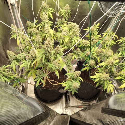 Durban Poison growlog timeline photo