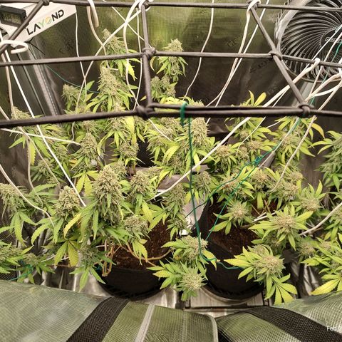 Durban Poison growlog timeline photo