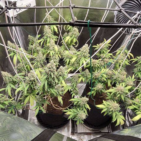 Durban Poison growlog timeline photo