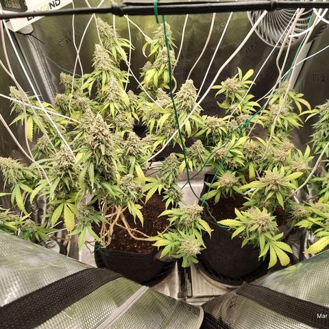 Durban Poison growlog timeline photo