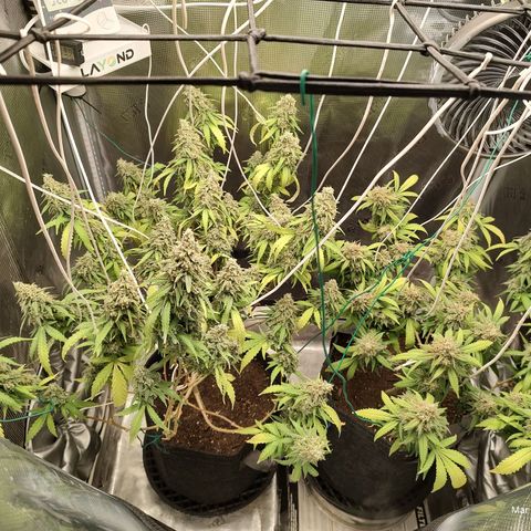Durban Poison growlog timeline photo