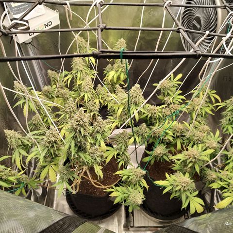 Durban Poison growlog timeline photo
