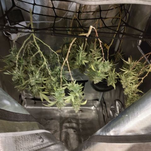 Durban Poison growlog timeline photo