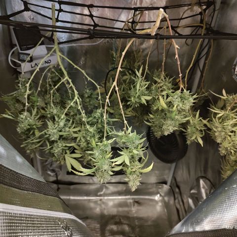 Durban Poison growlog timeline photo