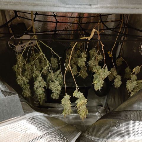 Durban Poison growlog timeline photo