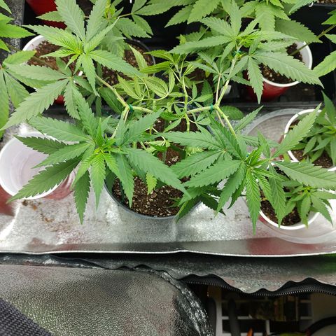 Durban Poison growlog timeline photo