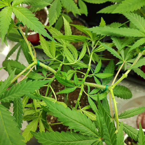 Durban Poison growlog timeline photo