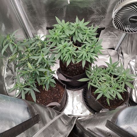 Durban Poison growlog timeline photo