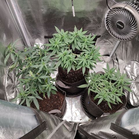 Durban Poison growlog timeline photo