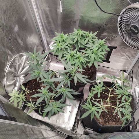 Durban Poison growlog timeline photo