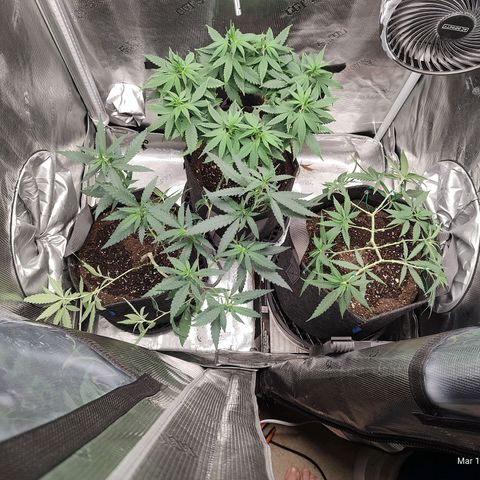 Durban Poison growlog timeline photo