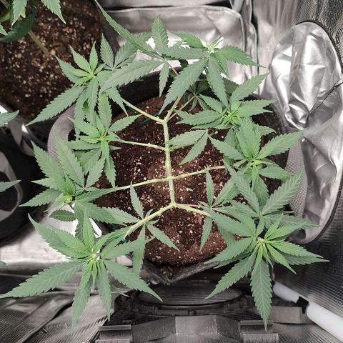 Durban Poison growlog timeline photo