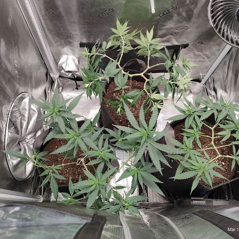 Durban Poison growlog timeline photo