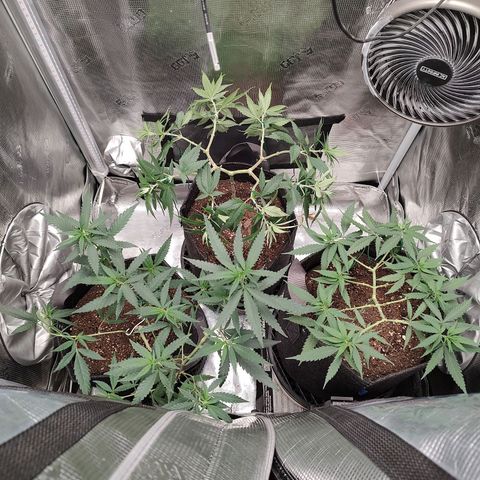 Durban Poison growlog timeline photo