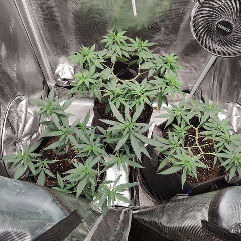 Durban Poison growlog timeline photo