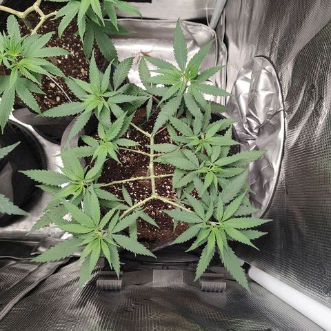 Durban Poison growlog timeline photo