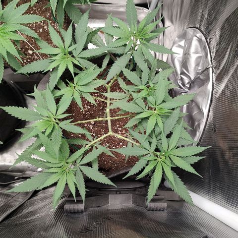 Durban Poison growlog timeline photo
