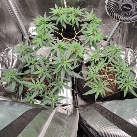Durban Poison growlog timeline photo
