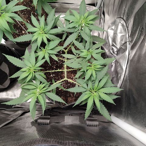 Durban Poison growlog timeline photo