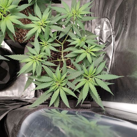 Durban Poison growlog timeline photo