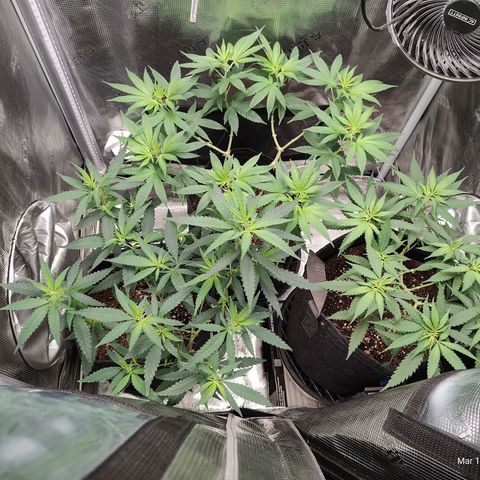 Durban Poison growlog timeline photo
