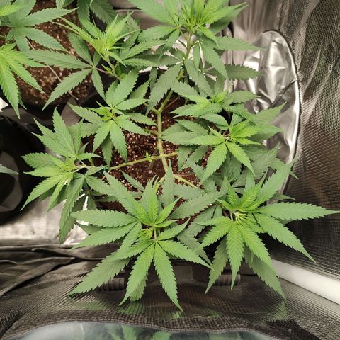 Durban Poison growlog timeline photo