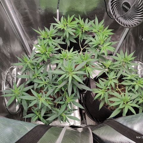 Durban Poison growlog timeline photo