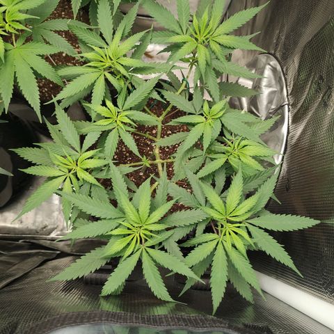 Durban Poison growlog timeline photo