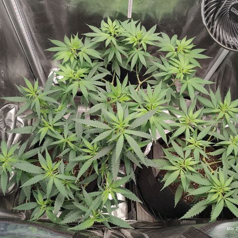 Durban Poison growlog timeline photo