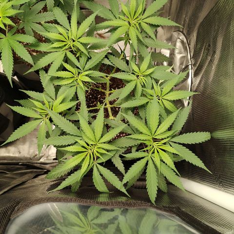 Durban Poison growlog timeline photo