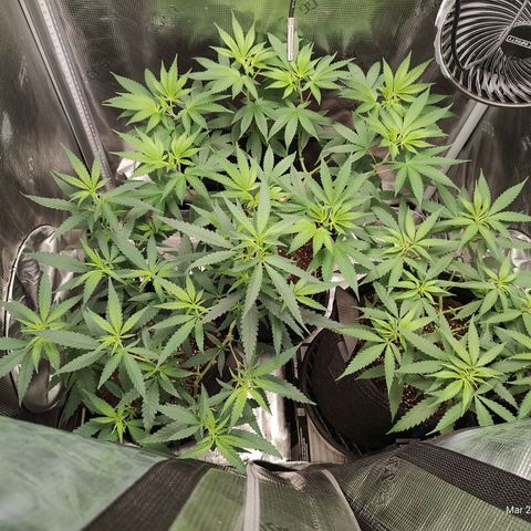 Durban Poison growlog timeline photo