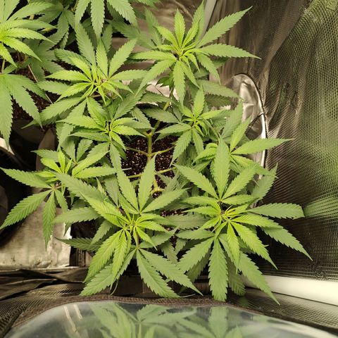 Durban Poison growlog timeline photo