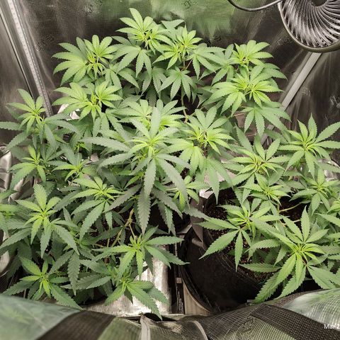 Durban Poison growlog timeline photo