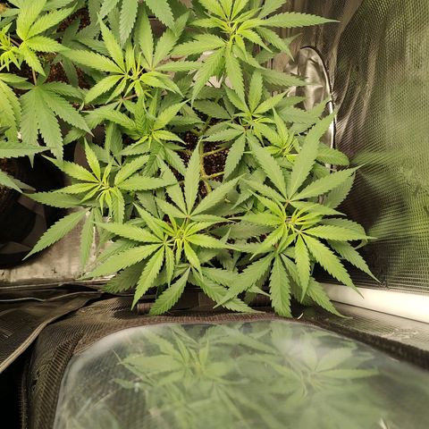 Durban Poison growlog timeline photo