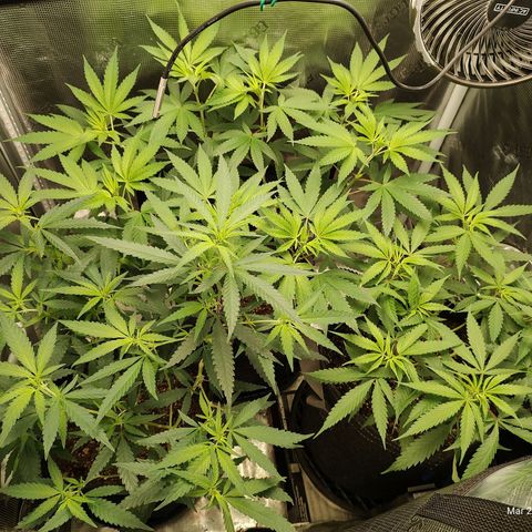 Durban Poison growlog timeline photo