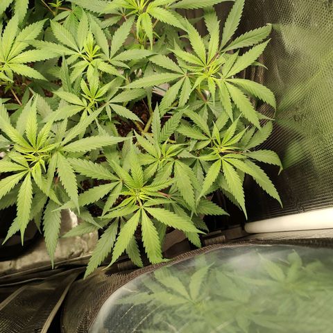 Durban Poison growlog timeline photo