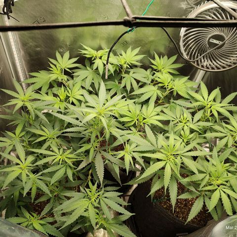 Durban Poison growlog timeline photo